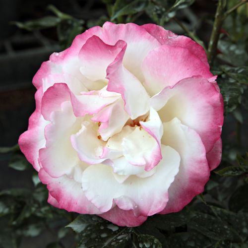E-commerce, vendita, rose, in, vaso Rosa Mami - rosa dal profumo discreto - Rose per aiuole (Polyanthe – Floribunde) - Rosa ad alberello - bianco - Márk Gergely0 - 0